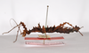 CollectionObject 1560995; 1ec2d0c5-16ae-4cc4-897a-e4e1b00ff803: copyrifgt ZMHB, Berlin. female, lateral view of synonym Pericentrus moewisi (holotype). (CollectionObject).