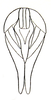 Moultonia violacea Bolívar, 1914: Fig. 34 d. female genital region, dorsal view. (Otu).;Moultonia violacea Bolívar, 1914: Fig. 35 e. female genital region, ventral view. (Otu).