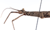 CollectionObject 1561595; 68d0547e-6685-4782-b266-e2a0e5f91570: copyright ZMUH, Hamburg. female: head & thorax, lateral view (syntype). (CollectionObject).