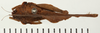 CollectionObject 1574109; NHRS 12924, 15de692f-9297-4e38-b69a-37aa0fb0e774: female, dorsal view. (CollectionObject).