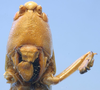CollectionObject 1516830; 6449a96d-79c6-4da7-9702-c9cb0d4bdc52: female face (holotype of Conocephalus latifrons). (CollectionObject).