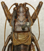 CollectionObject 1535133; 2a4eeb6d-2f99-4f01-89ea-409eebf93663: male pronotum dorsal (syntype). (CollectionObject).