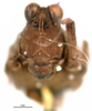 CollectionObject 1572360; da3653ab-eb15-4b02-b2ab-f71f416951c7, MNCN65: female (frontal view), not Euparatettix personatus (Bolivar, 1887). (CollectionObject).