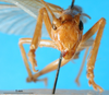 CollectionObject 1502563; e3efe046-4351-42bf-ba66-f220fad41787: male, ventral view. (CollectionObject).