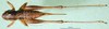 CollectionObject 1500453; 33f82358-5379-4d47-ba86-0fc4ed2bf0ac: female, dorsal view (holotype). (CollectionObject).