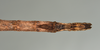 CollectionObject 1561881; 62168397-81e1-4c1e-bfb0-cdb19c7d1b70: copyright USNM, Washington. (CollectionObject).
