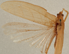 CollectionObject 1534572; 90c619d0-16e4-453f-9daf-c2ecde605b45: male, dorsal view (holotype). (CollectionObject).