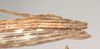 CollectionObject 1562249; NHMUK(SF IMPORT DUPLICATE) 844860, 1eb21d78-a4a1-4c01-8d52-572bc5caa496: copyright Natural History Museum, London. female: end of abdomen, dorsal view (holotype). (CollectionObject).