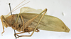 CollectionObject 1539775; b4797a1c-72f3-4213-ac57-10e0ac17fc21: male habitus, lateral view (syntype). (CollectionObject).