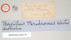CollectionObject 1558545; NHMUK(SF IMPORT DUPLICATE) 844753, 8b6c281e-0e2d-4fe3-9c31-4b2526afe683: copyright Natural History Museum, London. female, data labels [round label reversed] of Bacillus peridromes (holotype). (CollectionObject).