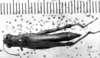 CollectionObject 1543640; c6a445d4-aa14-463e-9c64-9e0b35f9fa30: Image Carbonell, C.S. female, dorsal view (holotype). (CollectionObject).