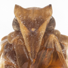 Head: !! display not done !! on Bothriocera fasciola Caldwell, 1943: (Observation).