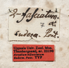 female (labels), syntype. Depicts CollectionObject 1531096; UZIU Thunberg Collection nr 22290, 3b538941-7dd4-445a-971f-c6e18df742db, a CollectionObject.