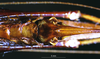 CollectionObject 1503237; MBBJ 3224748, 5c0511d2-7212-4e43-b008-ea8cd0e1a1db: female subgenital plate. (CollectionObject).