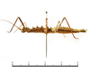 CollectionObject 1580334; f991a7dd-9e6c-43ef-b677-fc5d1a379a60: copyright Sheyla Yong. female, lateral view (paratype). (CollectionObject).;CollectionObject 1580335; f03a71f5-7eb8-4cb9-91de-0db6f5b8c285: copyright Sheyla Yong. female, lateral view (paratype). (CollectionObject).