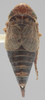 Habitus, dorsal view on Athysanella magadana Emeljanov, 1988: Dorsal - female. (Observation).