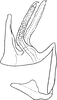 Aedeagus, lateral view: Aedeagus, lateral view. (Observation).