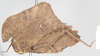 Hymenotes triangularis Westwood, 1837: female, lateral view (syntype). (Otu).