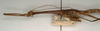 CollectionObject 1559574; NMW 910, cf23d6f6-f79e-40fd-bd8c-d599b52818ca: copyright NMW, Vienna. female: head and thorax, lateral view (syntype). (CollectionObject).