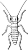 Nymph: (Observation).