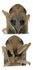 Head on Anufrievia crispata Tan, Jiang & Song, 2021: (Observation).