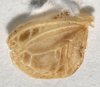 CollectionObject 1527092; ae1f098b-1048-4f8a-9c3e-401653cec50e: male, left tegmen (holotype). (CollectionObject).