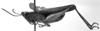 CollectionObject 1530220; d86a2d42-eb93-4ad5-a4be-172eafd0325c: Image Carbonell, C.S. male, lateral view (syntype). (CollectionObject).