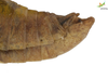 Male. End of abdomen, lateral view Depicts CollectionObject 1849156; Unioeste Cascavel K-0057, deb5b31c-fda8-4e7b-bce1-b559321038e5, a CollectionObject.