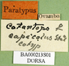 CollectionObject 1501940; d4f42aca-090b-48a2-b30d-6b16bcae480d: labels (paralectotype of Vitticatantops capicola). (CollectionObject).