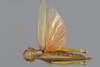 CollectionObject 1575506; da8dfd67-c00a-460b-a2b7-75d955d4e38d: female, dorsal view. (CollectionObject).