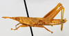CollectionObject 1540556; 3eb54b85-964b-4d3f-b4d6-60626dad7132: male, lateral view (holotype). (CollectionObject).