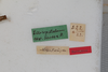 CollectionObject 1506560; 3d9601e2-7437-4942-99de-04c18612f85a: female, labels (syntype). (CollectionObject).