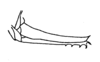 Ceuthophilus (Geotettix) perplexus Hubbell, 1936: Fig. 176 (specimen from Castle Peak, CA). ovipositor. (Otu).