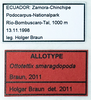 CollectionObject 1503562; cbt017s05, f0f9c63a-e140-4edc-a638-a3c62aa32862: labels (allotype). (CollectionObject).