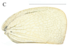 Forewing: !! display not done !! on Geisha distinctissima (Walker, 1858): Park, J., Lee, B. W., & Jung, S. (2021). Taxonomic review of the family Flatidae (Hemiptera: Auchenorrhyncha: Fulgoroidea) from Korea. Journal of Asia-Pacific Biodiversity, 14(4), 514-525. (Observation).