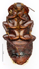 CollectionObject 1587182; MNHN(SF IMPORT DUPLICATE) MNHN-EP-EP1096, a788e2d4-256d-48d8-bfec-83056c6ff1b1: CC BY-NC-ND 4.0/MNHN - Depraetere Marion - 2014. Non type, male. Specimen number: MNHN-EP-EP1096. http://coldb.mnhn.fr/catalognumber/mnhn/ep/ep1096. (CollectionObject).
