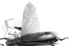 Diponthus paraguayensis Bruner, 1906: Image Carbonell, C.S. female, dorsal view (syntype?). (Otu).