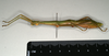CollectionObject 1561006; 1d6efdb3-a308-4398-98ec-401eaa746619: copyright MIZ, Warsaw. female, lateral view of synonym Periphetes sangirensis (syntype). (CollectionObject).
