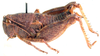 female, lateral view. Depicts Acrophymus squamipennis (Brancsik, 1897), an Otu.