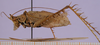 CollectionObject 1500479; 28eb1944-fbac-4585-95cf-3d9960f9e403: male, lateral view (holotype). (CollectionObject).