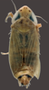 Habitus, dorsal view on Amblysellus raygozai Pinedo-Escatel, Becerra-Chiron, Torres-Moreno & Pérez-Valencia, 2020: sub-brachypterous male. (Observation).