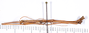 CollectionObject 1559347; 78e97a08-6155-40d4-9a0c-e885a0bd9b27: copyright ANSP. male, lateral view (paratype). (CollectionObject).;CollectionObject 1559348; d775b2c6-2124-4185-9467-d9a8da445562: copyright ANSP. male, lateral view (paratype). (CollectionObject).