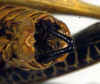 CollectionObject 1500586; 14a52cef-cf81-4732-8221-9f3b2e1ef18f, DORSA BTpoestrS02: male cerci (syntype). (CollectionObject).