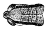 Methiola picta picta Sjöstedt, 1920: Fig. 2. female head and pronotum, dorsal view. (Otu).