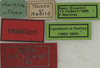 CollectionObject 1535055; ef16bb8e-242c-450f-8210-a9c2d4bfe98c: labels (holotype). (CollectionObject).