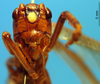 CollectionObject 1505458; 265a54be-add9-4d51-b96d-a0109759bc0c: male, frontal view. (CollectionObject).