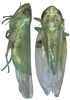 Habitus, dorsal view on Asymmetrasca kaicola (Dworakowska, 1982): Habitus. (Observation).