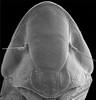 Head: !! display not done !! on Clorindaia cyphora Blocker & Fang, 1992: face. (Observation).
