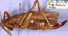 CollectionObject 1531880; 4f4c2297-5f8c-45d6-97b7-8d1b4a02e1c5: female, lateral view (holotype). (CollectionObject).
