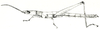 Pyrgacris relictus Descamps, 1968: Fig. 30.1 (after Descamps 1968). male habitus. (Otu).